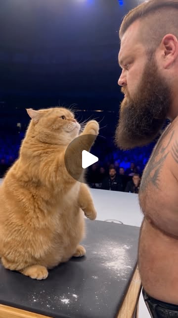 Power Paws S01E01 — KO on Eddie Hall